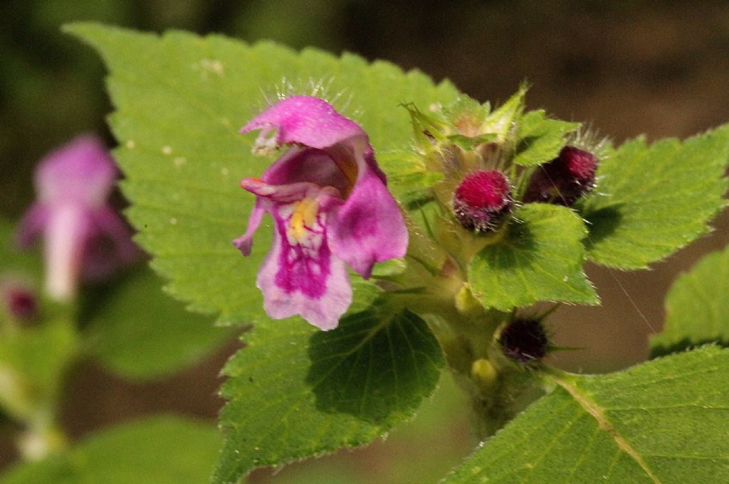 Galeopsis pubescens?